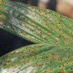 Nursery Leaf Spot Disease